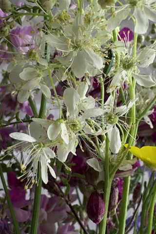 An exquisite close-up of delicate white wildflowers in soft natural light. The beetle collects pollen. Reflects rustic aesthetics and floral bliss trends.