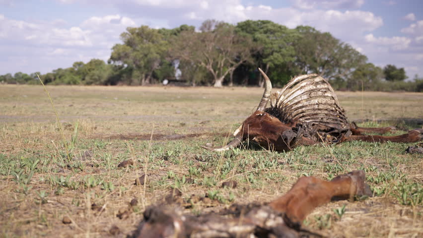 The skeletal carcass remains of dead cattle in a dry and arid pasture.