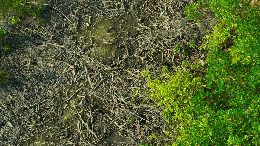 Aerial perspective of logging debris within mangrove wetlands, reflecting ecosystem disruption, resource exploitation, and environmental stress.
