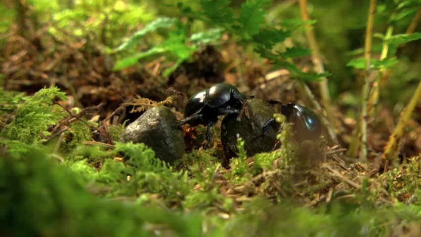 Dramatic moment of two stag beetles fighting on forest floor