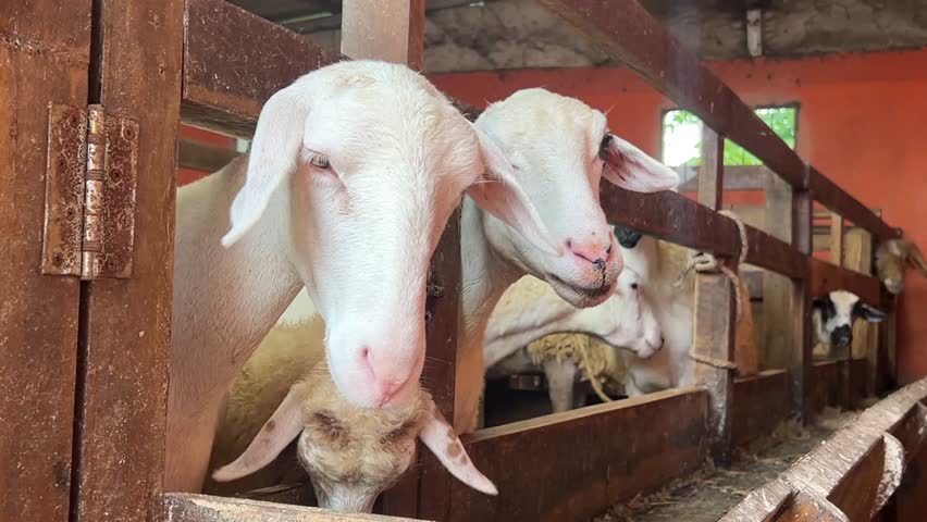several white sheep peering through the wooden slats of a stable enclosure, with one sheep in the foreground looking directly at the camera.