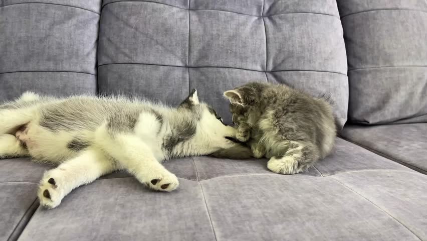 Grey siberian Husky puppy and grey kitten cat plays on grey couch
