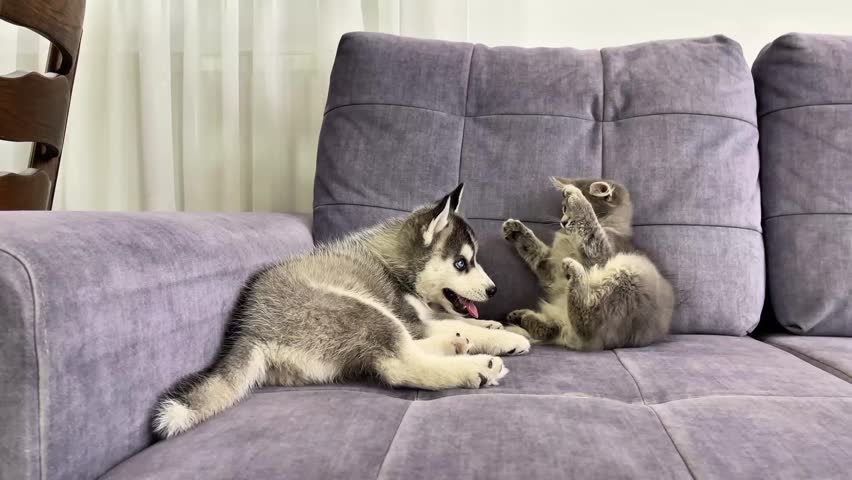 Grey siberian Husky puppy and grey kitten cat plays on grey couch