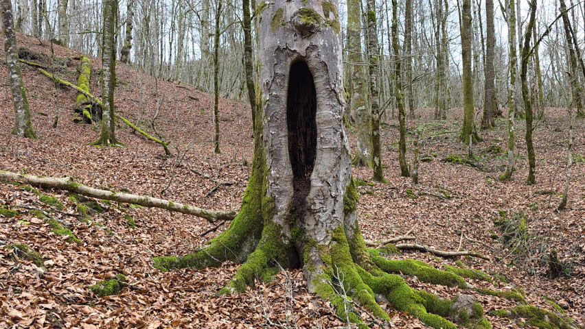Beautiful autumn forest, tree with a hollow in the trunk, trees, nature