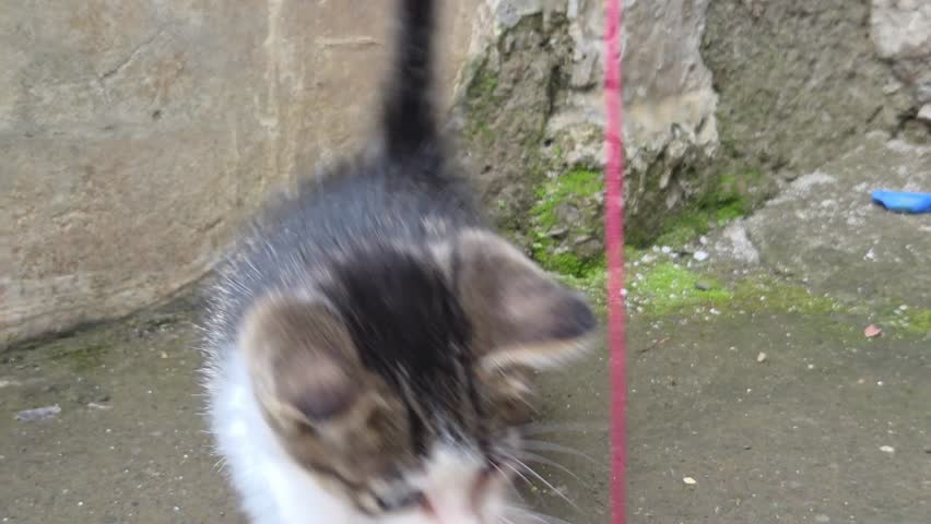 Adorable fluffy tabby kitten crouching on the concrete ground and getting ready to pounce on a red plastic whistle toy