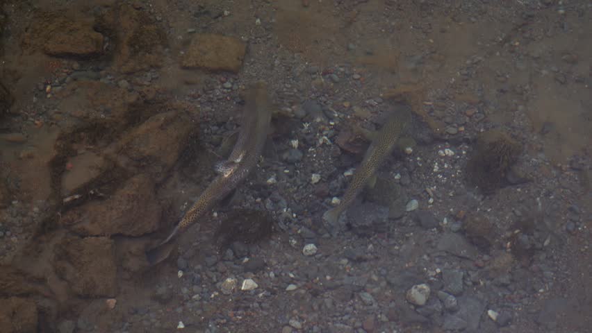 Spawning Brown Trout (Salmo trutta) In Arctic Iceland During Winter. Close-up Shot