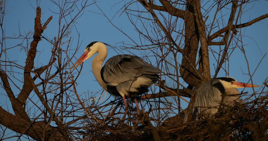 Couple of Grey herons, Ardea cinerea, preparing the nest, the Camargue, Southern France