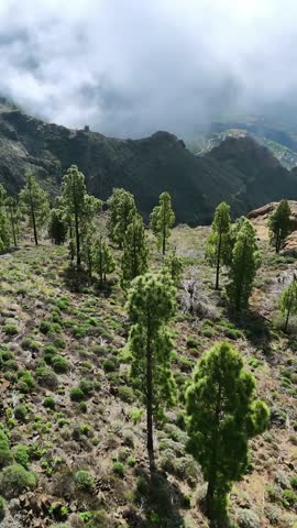 Aerial view of the mountainous landscape of Gran Canaria, Spain. Majestic pine forest on a steep cliff with clouds covering the valleys below