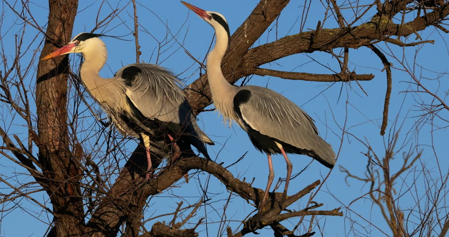 Couple of Grey herons, Ardea cinerea, perched on their dormitory tree, the Camargue, Southern France