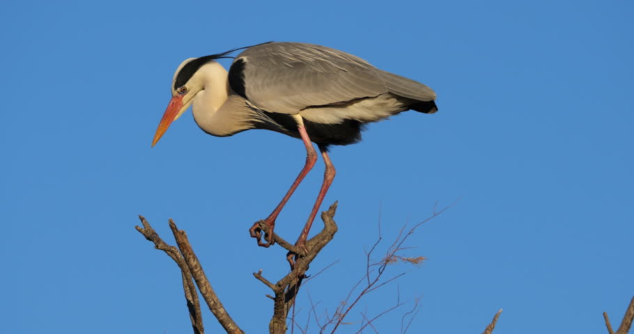 Grey heron, Ardea cinerea, perched on it s dormitory tree, the Camargue, Southern France