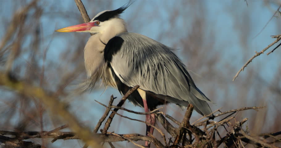 Grey heron, Ardea cinerea, perched on it s dormitory tree, the Camargue, Southern France