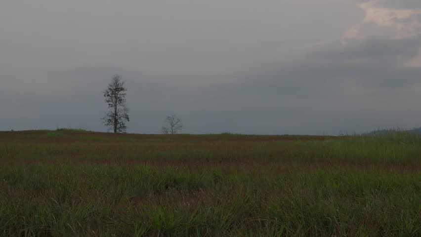 Grasslands and trees in the evening, the sky covered with clouds.