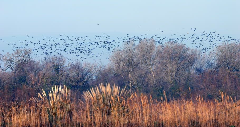 Flock of Glossy ibis, Plegadis falcinellus, the Camargue, France