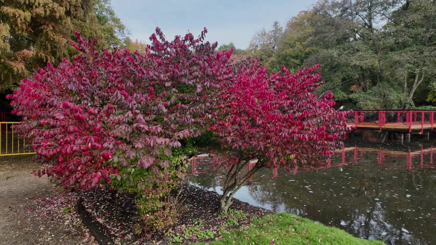 Wide shot of red bridge over lake in autumn at Leeds Castle UK
