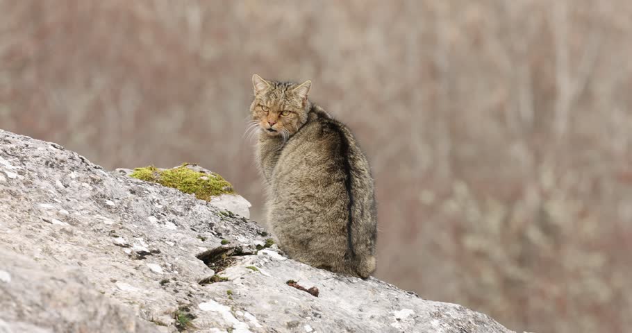 Adult male European Wildcat in the first light of a very cold winter day in its territory within a mountainous area with large rocky areas and in an Atlantic forest in northern Spain