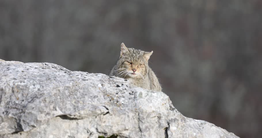 Very old male European Wildcat in his territory in a mid-mountain plain with very rocky areas in an Atlantic forest at the first light of sunrise