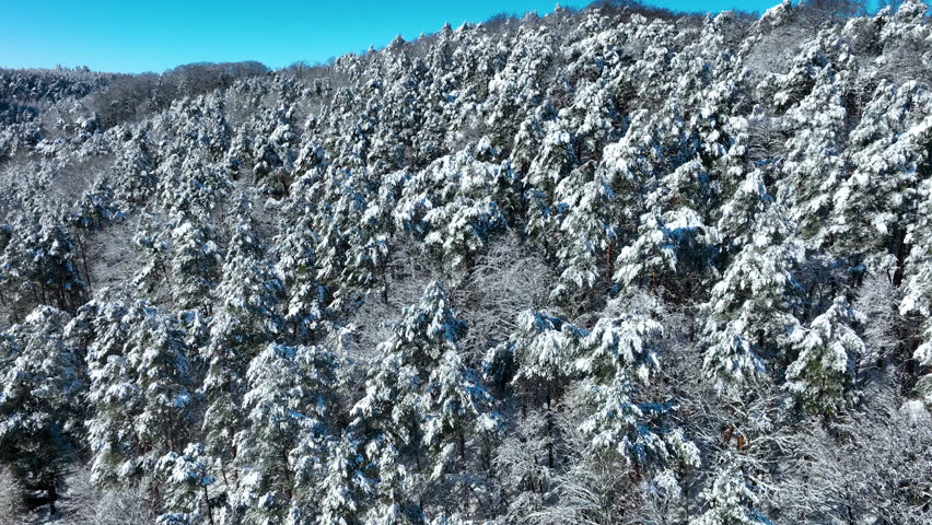 Stunning aerial footage of a dense pine forest covered in fresh white snow under a clear blue sky. Perfect for winter travel and nature documentaries.