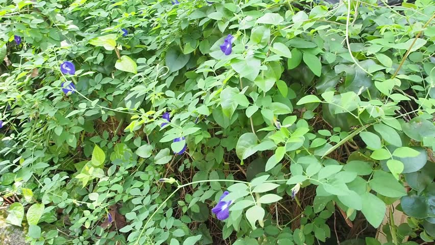Lush green vines with purple flowers climbing over a dense leafy wall in a bright outdoor setting creating a vibrant natural scene