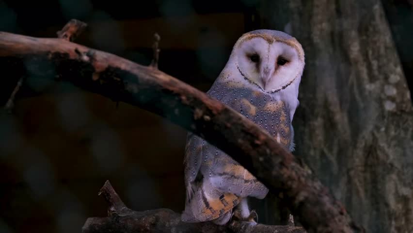 Barn Owl Perched on a Tree Branch
