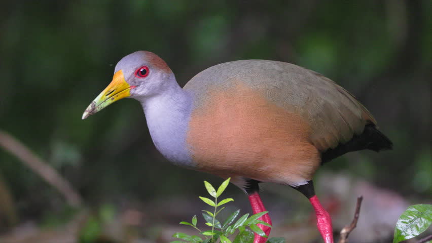 Wild close-up eating Russet-naped Wood-Rail in tropical Tikal rainforest jungle