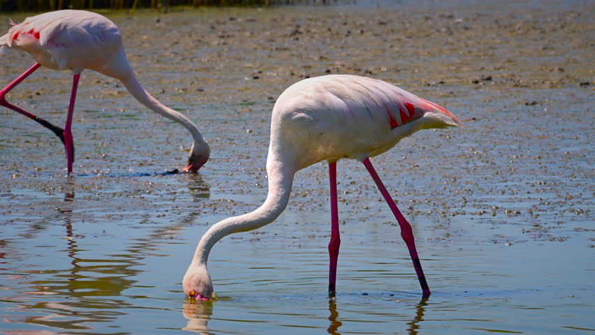 Flamingo or greater flamingo (Phoenicopterus roseus) during in the Camargue region, France