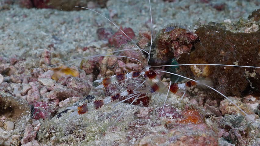 A banded coral shrimp (Stenopus hispidus) walking around. Filmed in Anilao, Philippines