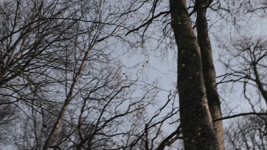 Low angle rotating view of spring tree canopy. 