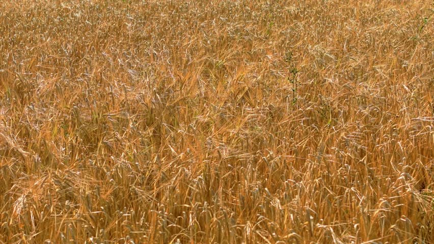 Golden grain crop covering mature wheat field before harvest. Rural barley landscape filled with dry shimmering ears across farmland. Countryside rye area covered with ripe cereal plants on
