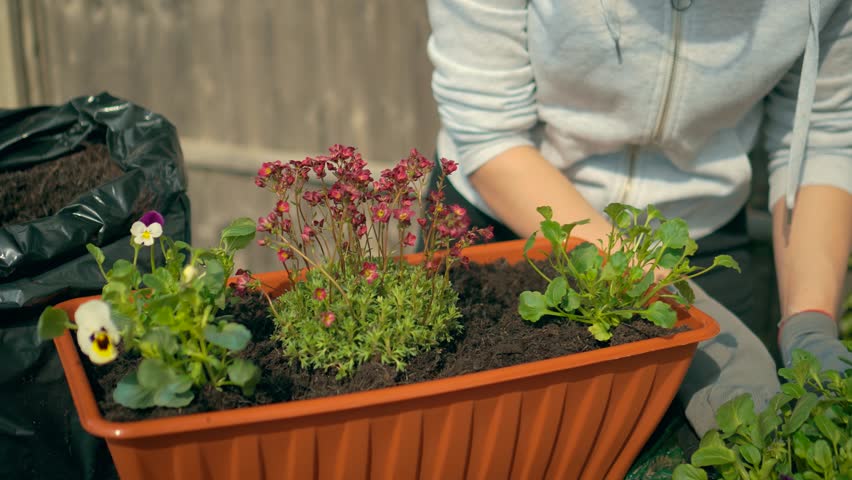 Woman planting green seedling into rectangular flower pot with dark soil. Gardening and agriculture concept, Young woman farm worker gardening flowers in garden. Female placing leafy plant into garden