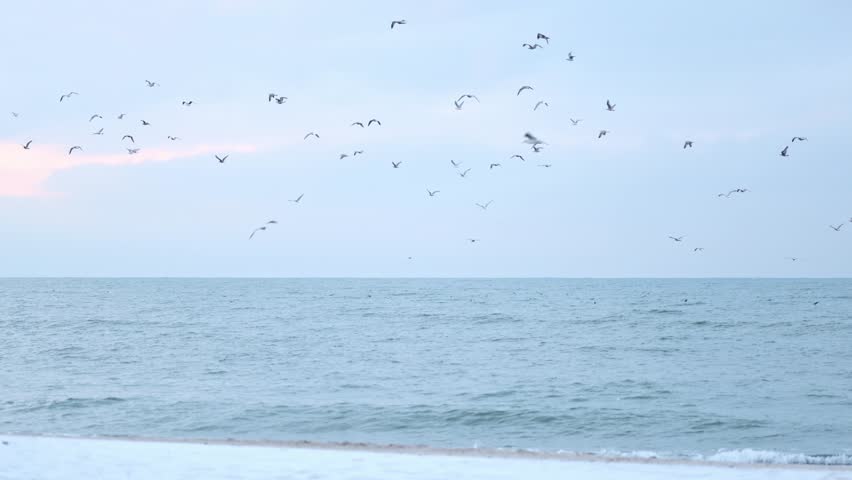 Early February footage from Mielno shows seagulls flying gracefully above the calm Baltic Sea. Captured in slow motion, the peaceful winter scene highlights gentle light and a tranquil coastal atmosphere.