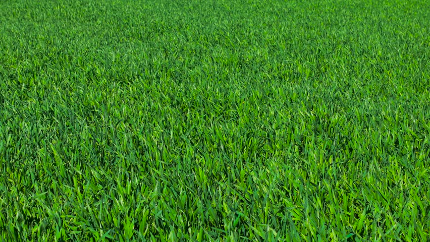 Growing agriculture farm green field. Spreading lush wheat plantation. Cultivating vibrant cereal crop