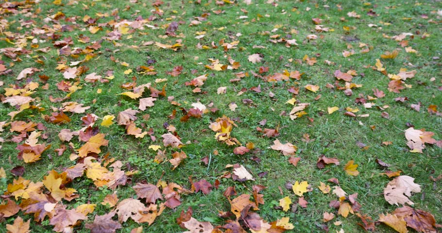 a large number of yellow-orange foliage of deciduous trees that have fallen to the ground, a park with trees in cloudy weather in the middle of autumn, foliage covers the ground in the park