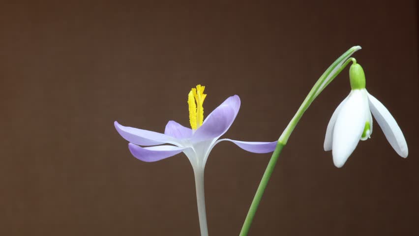 Crocuses and snowdrop on meadow in the castle park