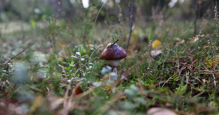 brown inedible mushrooms in autumn forest with mushrooms and yellowing foliage of trees, wildlife with plants, shrubs in the autumn season