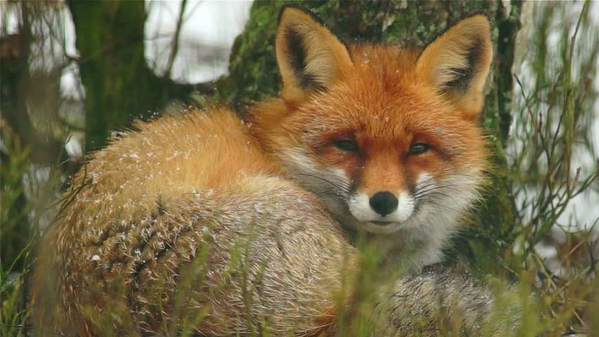 A beautiful red fox with snowflakes on its fur curled up and resting against a tree trunk in a winter forest