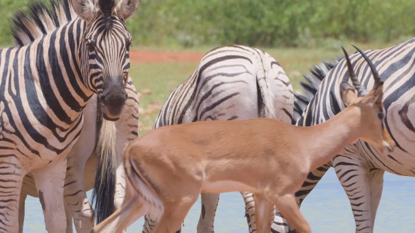 Zebras in Africa Namibia Nationalpark
