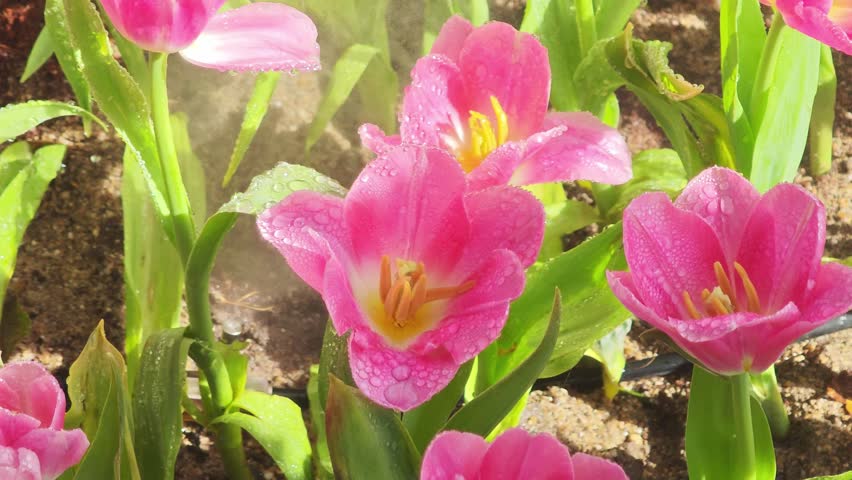 Purple tulips in a spring garden