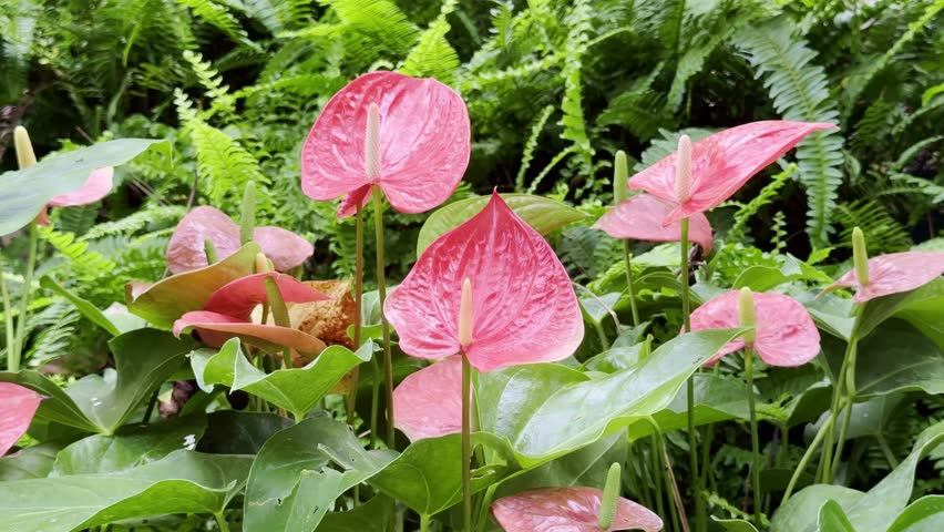Red anthurium flowers in the garden.