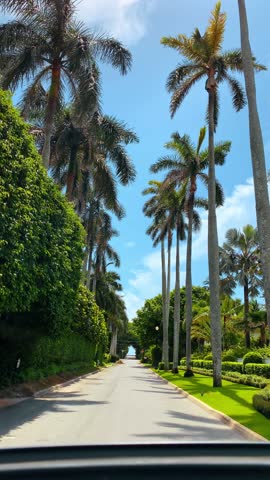 Tropical palm tree lined road with green lawn. Straight asphalt road flanked by tall palm trees and manicured green grass under a clear sky.