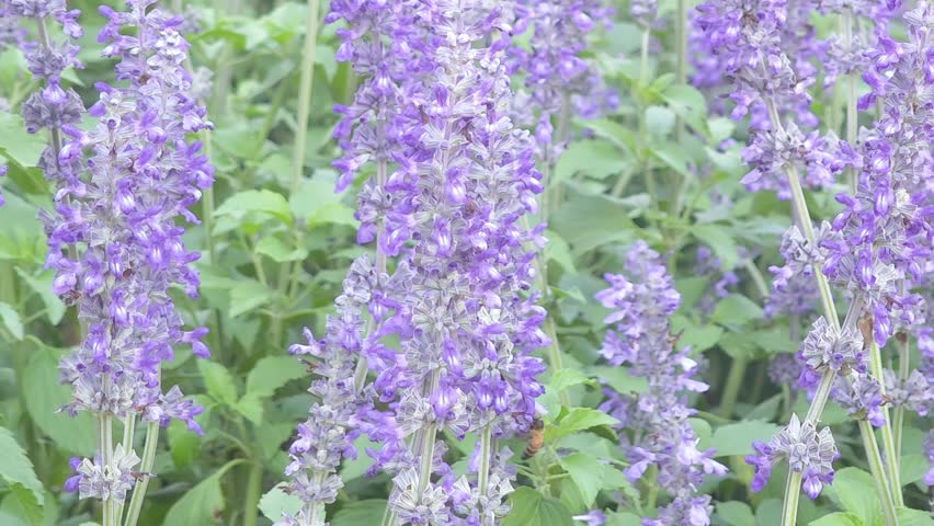 Purple bluebell flowers in the garden.