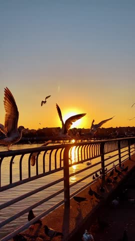 Seagulls flying over river during vibrant sunset with railing. Silhouette of birds in flight over water at sunset with golden sunlight and city skyline in the background.