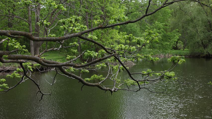 Spring park with pond and green trees on overcast windy day. Tree branch overhanging river water