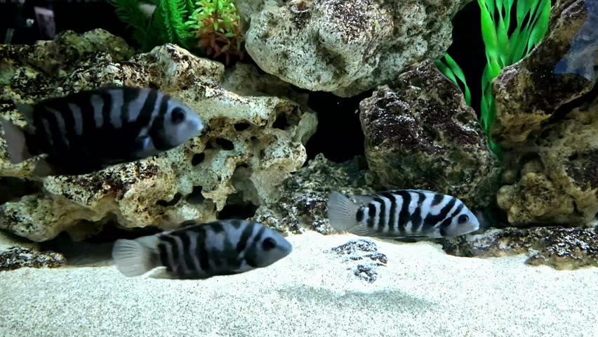 Three convict cichlid fish swimming in a freshwater with white sand, decorative rocks, and green plants, displaying natural behavior