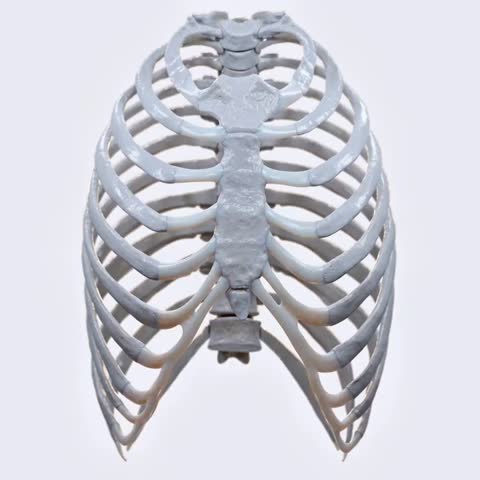 3d animation of biomechanics of the thorax showing rib motion, sternum movement, and breathing mechanics