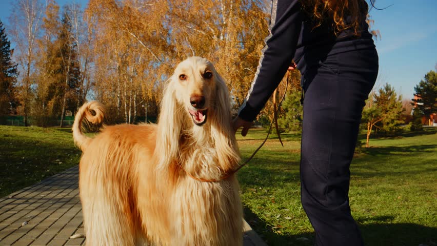 Joyful moments during an afternoon walk with an elegant Afghan Hound in a vibrant park surrounded by autumn foliage and warm sunlight.
