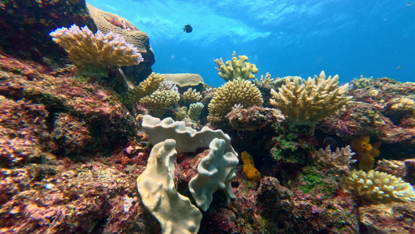 Vibrant coral reef creating a complex underwater ecosystem with numerous colorful corals and small fish swimming in the clear blue ocean, showcasing rich marine biodiversity