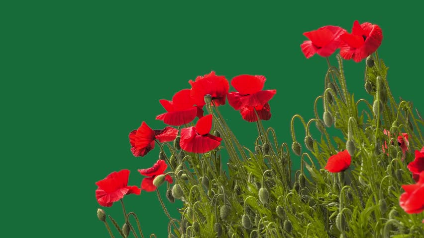 On a sunny day, vibrant poppies flutter in the gentle breeze, creating a mesmerizing spectacle in nature, on green screen
