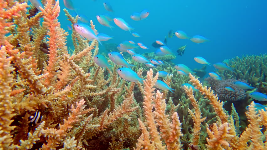 Colorful fish swim among coral formations in clear water. Sunlight filters through the surface, illuminating the vibrant underwater life. Schools of fish move gracefully around the reef.