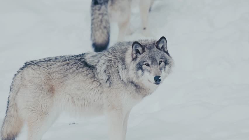 Pack of arctic gray wolves moving through a snowy forest landscape in slow motion, thick winter fur and visible breath in cold air, natural predator behavior in wilderness, cinematic wildlife scene with serene winter atmosphere, high resolution nature footage.