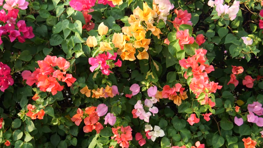 Colorful paper flowers or Bougainvillea